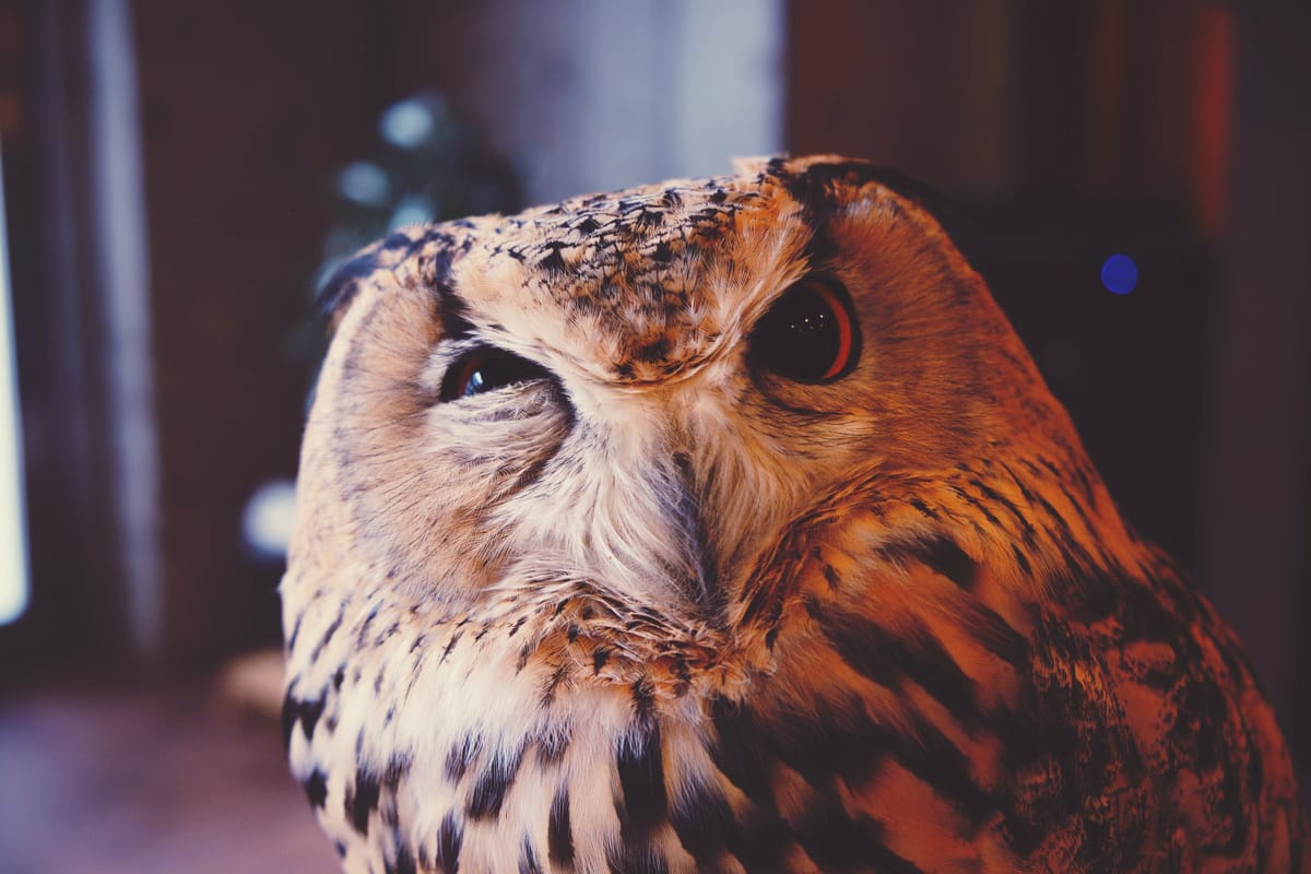 How to remain curious?